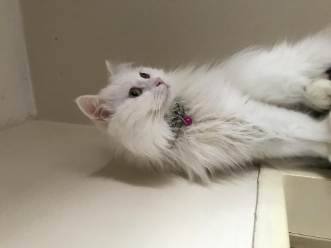 British longhair beyaz