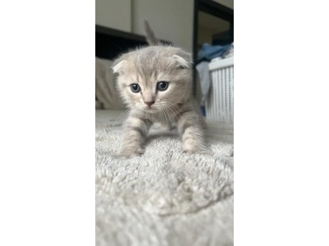 Yavru scottish fold