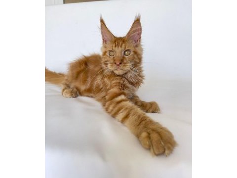 Safkan xl mainecoon red 