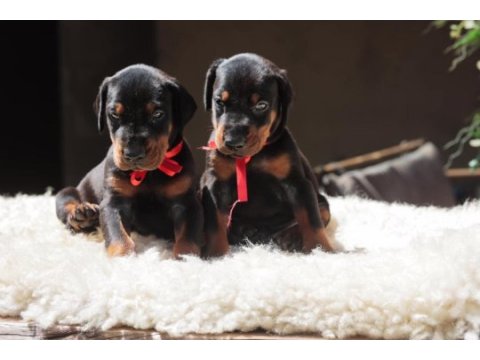 Asil doberman yavrularım