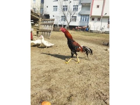 Hint horozu sahiplendirilecek