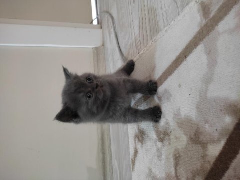 British shorthair