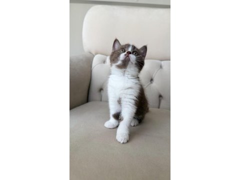 Dişi cinnamon bicolor british shorthair