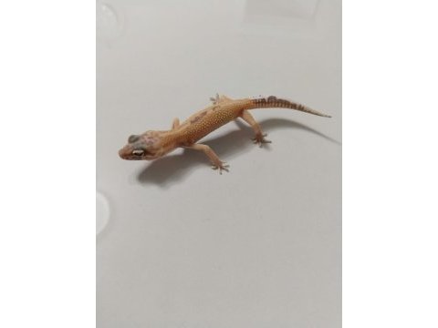 Leopard geckomuz