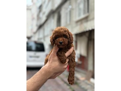 Teacup kore kg garantili poodle