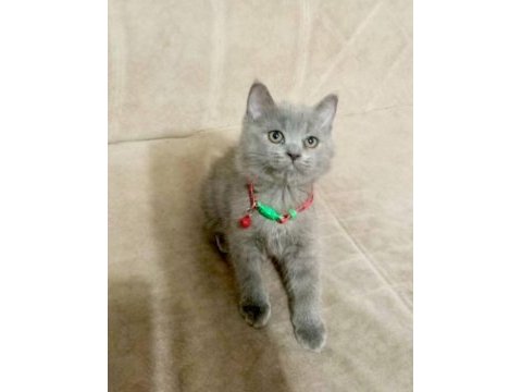 Yavru british shorthair mama tuvalet eğitimi verildi