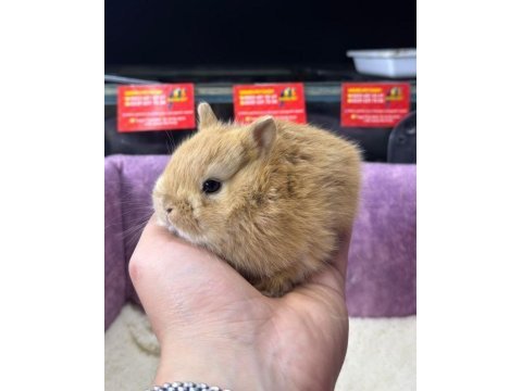 Cüce netherland dwarf tavşan yavrularımız