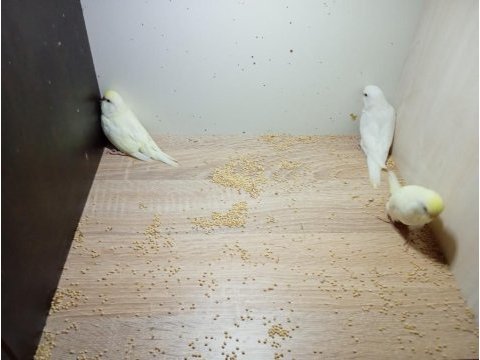 Yeni yeme düşmüş kırmızı göz bebek yavru muhabbet