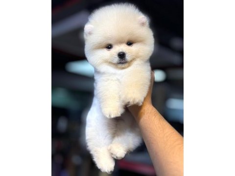 Pomeranian şecereli teacup