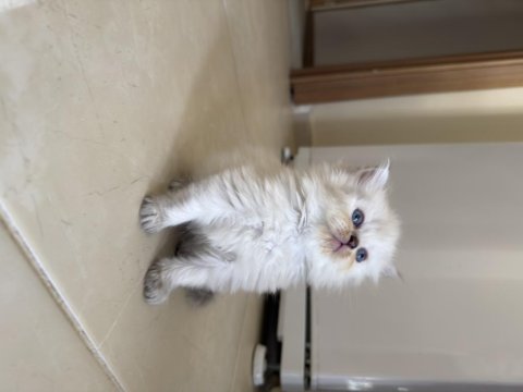 British longhair yavrumuz
