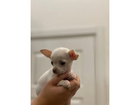 Ped eğitimli aşılı chihuahua kızlarımız