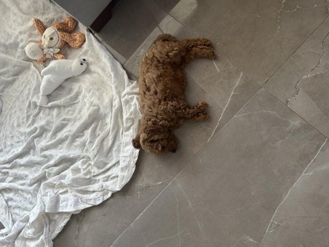 Sahibinden toy poodle