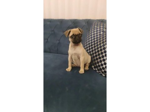Kaliteli ırk garantili pug mops yavrular