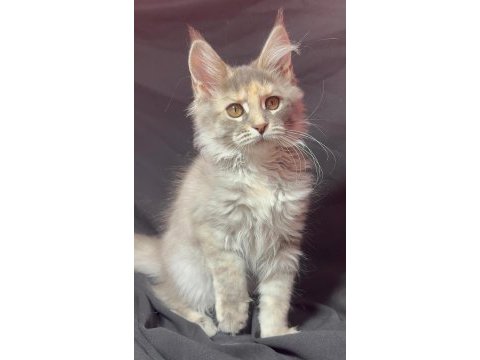 Full şecereli dişi maine coon yavrusu 3 buçuk aylık