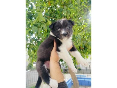 Border collie yavrusu