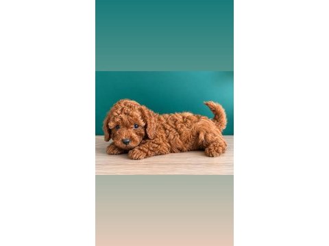 Sevimli poodle bebekler