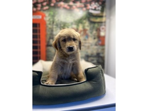 Golden retriever erkek yavrumuz @petclubadanaa