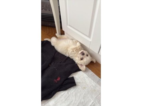 3 aylık aşıları tam çipi hazır daha takilmadı