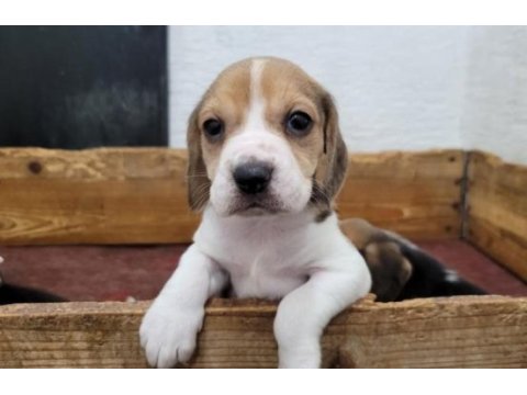 Beagle yavrularımız ırk garantilidir