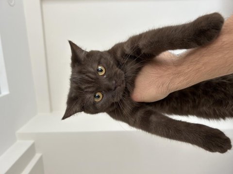 5,5 aylık dişi british shorthair dik kulak