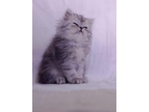 3 aylık tuvalet eğitimli persian yavru kedimiz