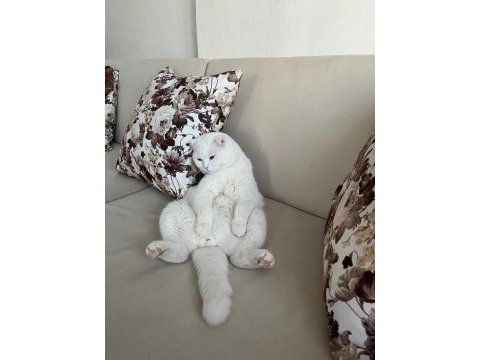 Scottish fold erkek kedimiz