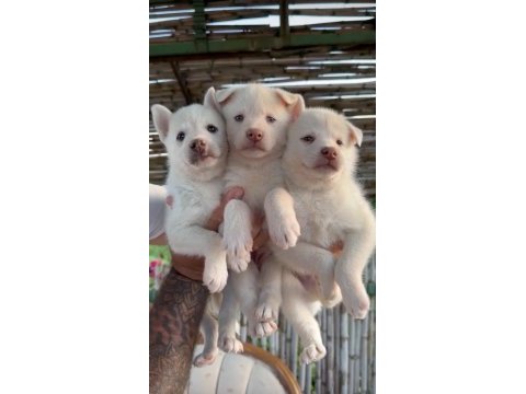 Husky yavruları