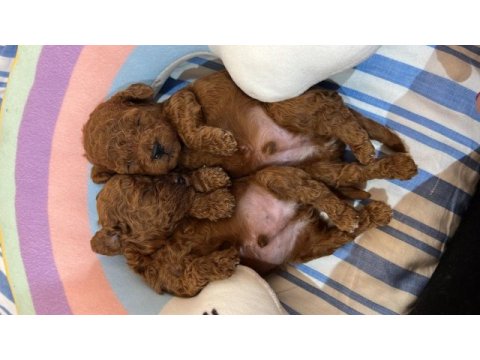 Dünyanın en zeki ırkı tüy dökmez koku yapmaz kıvırcık poodle