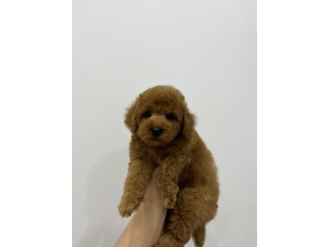 Orjinal toy poodle erkek yavrumuz ırk ve sağlık garantili