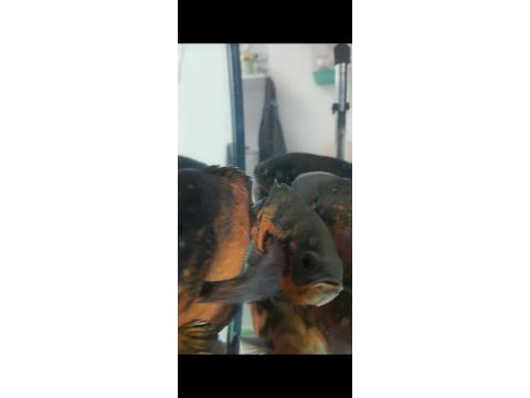 3+3 damızlık boyları 25 cm ile 30 cm arası balıklar
