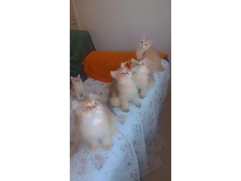 Full şecereli golden british longhair kardeşler