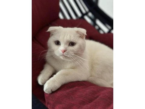 10 aylık scottish fold