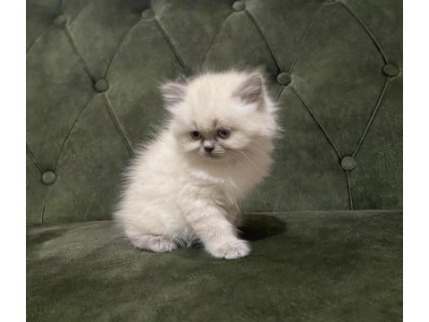 Dişi ve erkek british longhair bebekler