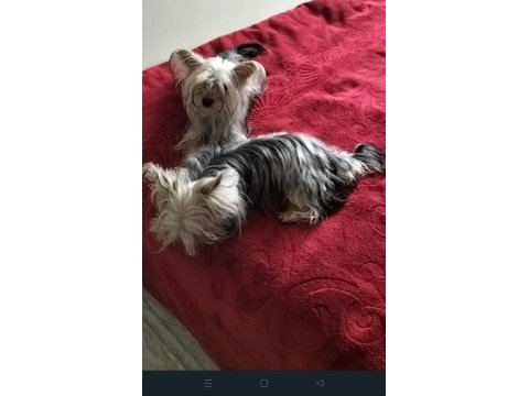Muhteşem kaliteli yorkshire terrier