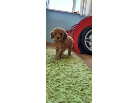 Dişi 50 günlük toy poodle