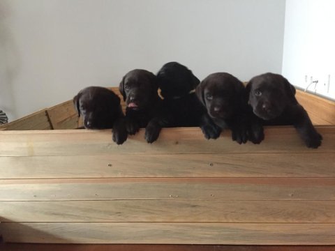 Safkan labrador çocuklarım (lütfen açıklamayı okuyun)