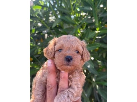 Sevgıyle buyuyen maltıpoo yavrularımız