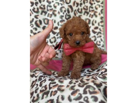 Toy maltipoo bebekler