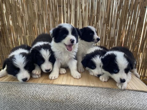 A şecere disi erkek border collie yavrular