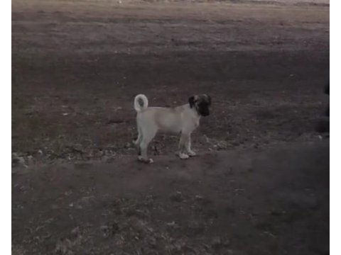 Kangal yavruları