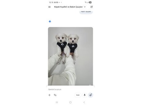 Maltese köpekler mini puppy
