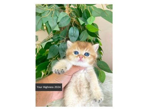 Golden british shorthair yavrularım