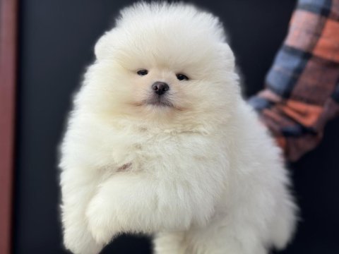 Yarışma düzeyinde sçr li pomeranian petmode den