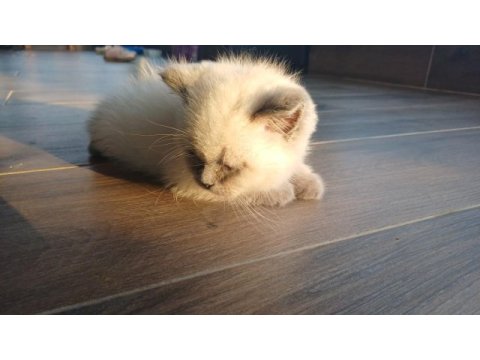 7 nisan doğumlu 2 erkek british shorthair