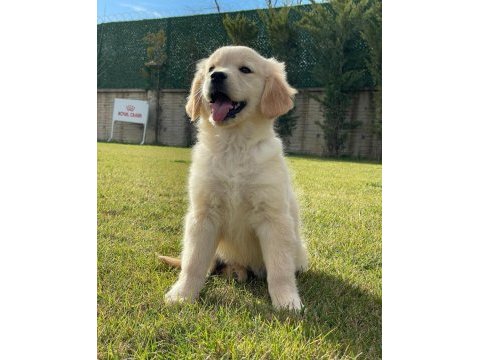 Baby face golden retriever yavruları