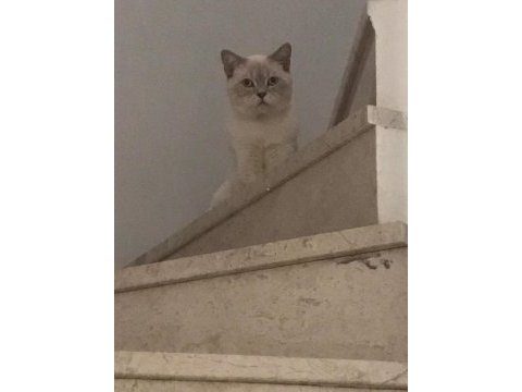 Askerlik nedeni ile point blue özel ırk saiplendirme kedimiz