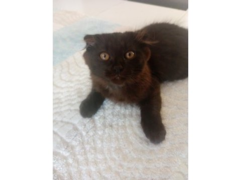 Çok uysal minik yavru british longhair