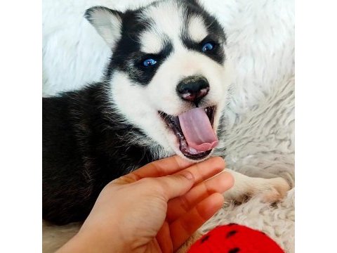 Safkan husky yavrularım