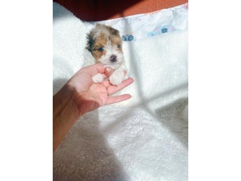 Petmode köpek çiftliğinden show kalite morkie yavrular