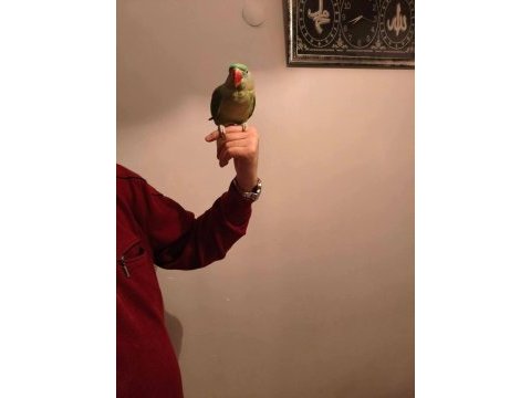 Acil satılık alexander papağanı 3 aylık